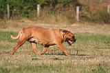 DOGUE DE BORDEAUX 415